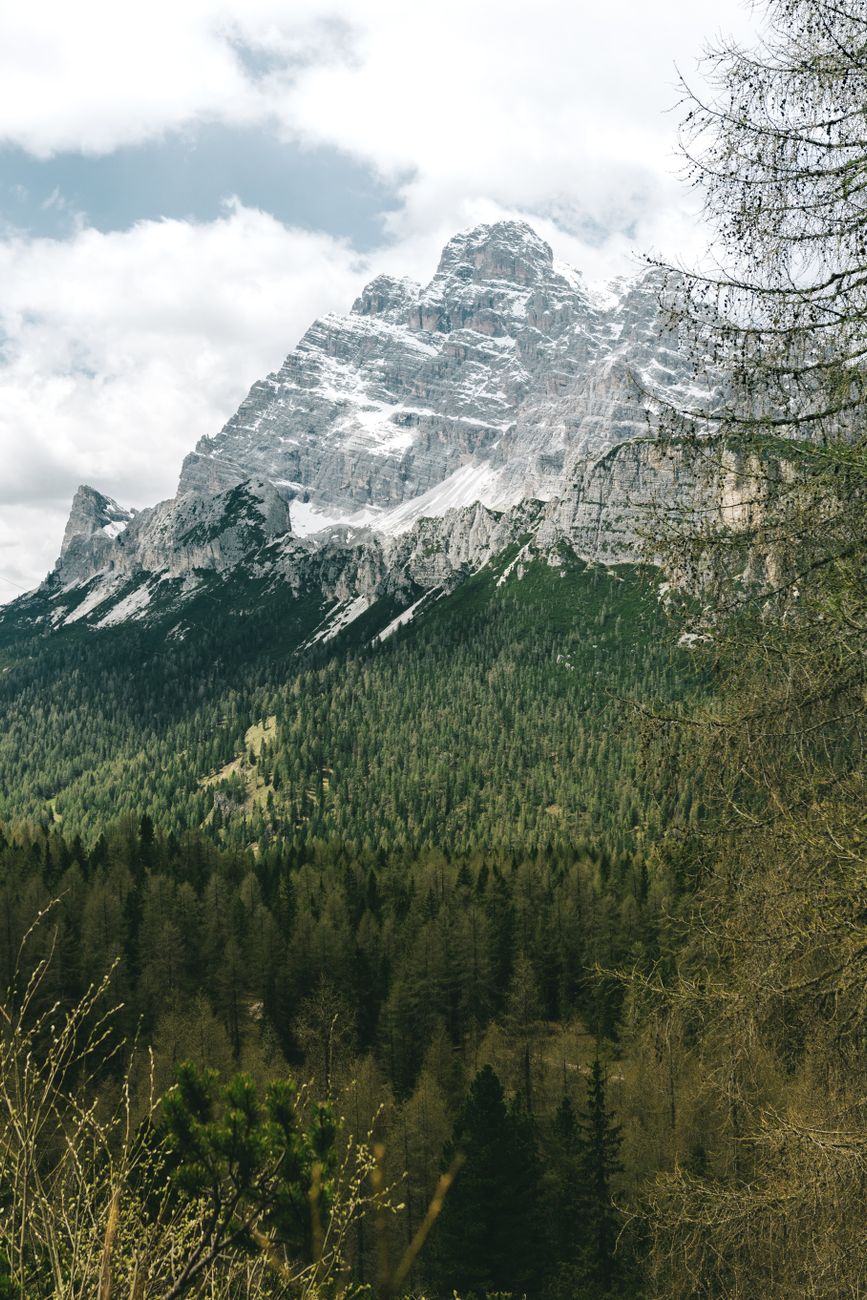 Alpine meadow valley surrounded by dense forests