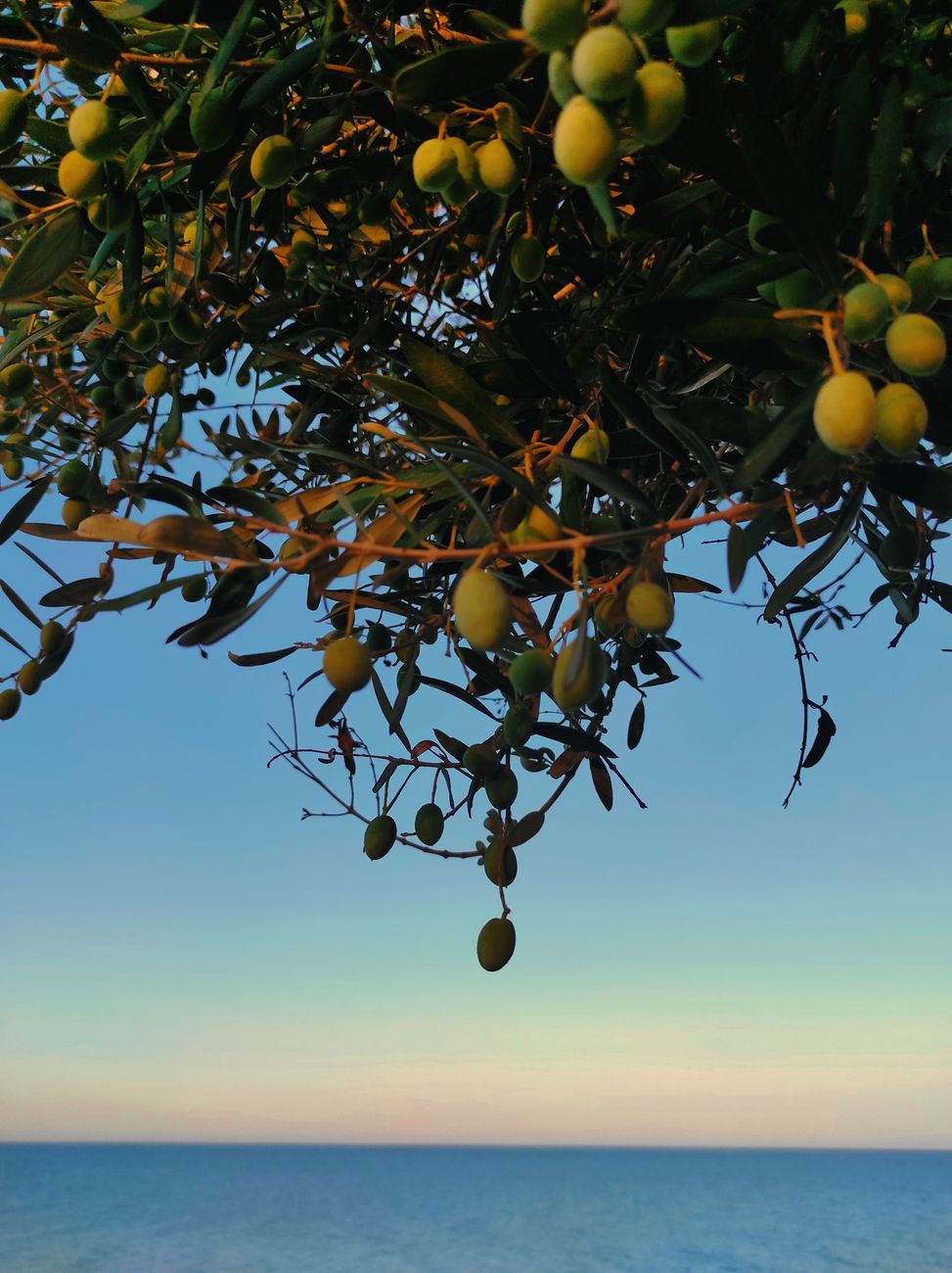 Sunlit olive groves overlooking the azure Mediterranean sea